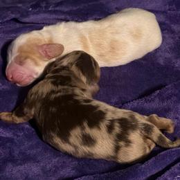 Holding 1 - Dapple male Dachshund puppy in Hazlehurst, Georgia from DrakeFire Dachshunds