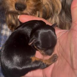 AKC Purebred Yorkshire - Black and tan female Yorkshire Terrier puppy in Cheektowaga, New York from Mike's Puppies