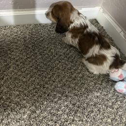 Emerald - Piebald male Dachshund puppy in Elko, Nevada from Willow Creek Dachshunds, and Collies