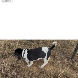 Girl 2 - Blue ticked and tan female Bluetick Coonhound puppy in Mount Pleasant, Texas from Harmons Hounds
