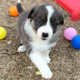 Skye - Atypical merle female Border Collie puppy in Hartsville, South Carolina from Wiggles 4 Life