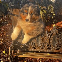 Woody - Blue merle male Australian Shepherd puppy in Lebanon, Oregon from Mt. Hope Aussies