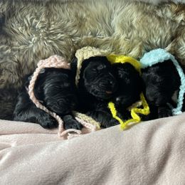 Goldendoodle, Miniature Schnauzer, and Poodle Puppies from 501Doodles