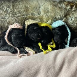 Goldendoodle, Miniature Schnauzer, and Poodle Puppies from 501Doodles