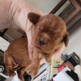 Dougal - Ruby male Cavalier King Charles Spaniel puppy in Albany, Oregon from Hit Parade Cavaliers