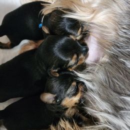 Yorkshire Terriers from Setareh Yorkies