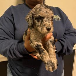 Crush - Merle male Goldendoodle puppy in Simpsonville, South Carolina from D & D Golden Doodles, LLC