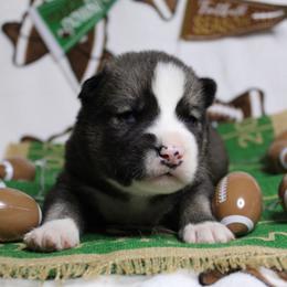 Blue - Black and white male Siberian Husky puppy in York, Pennsylvania from Spalla Pups
