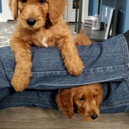 Goldendoodle Puppies from Rustic Road Doodles