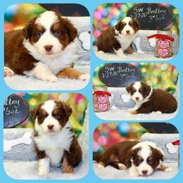 Bentley - Red tri male Toy Australian Shepherd puppy in Levelland, Texas from Once Upon a Time Aussies