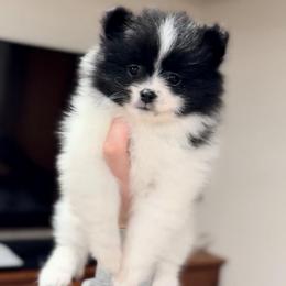 Black Parti girl - Black parti female Pomeranian puppy in Princeton, New Jersey from PureLove Poms.
