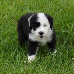 Old English Sheepdog Puppies from Roland Hills Farm