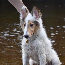 Collie Puppies from Lakeside Collies