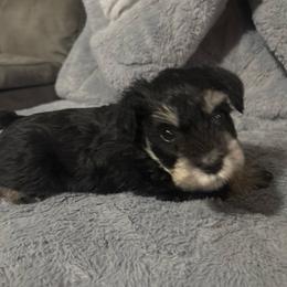 Willow - Black and silver female Miniature Schnauzer puppy in Weatherford, Texas from Castle of Paws