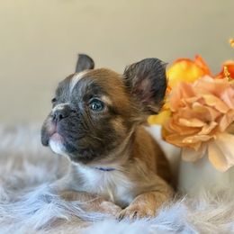 French Bulldog Puppies from Shining K Ranch
