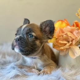 French Bulldog Puppies from Shining K Ranch