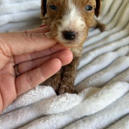 AKC BENJAMIN (red collar) - Red  male Poodle puppy in Dallas, Georgia from West Cobb Dogs