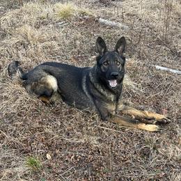 Zolli - German Shepherd