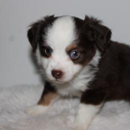 Tex - Red tri male Toy Australian Shepherd puppy in Wiggins, Colorado from Mile High Acres & Aussies