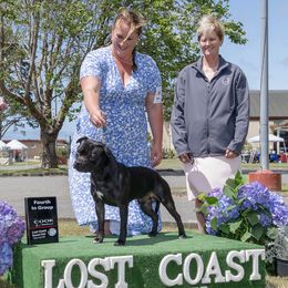 Legend - Staffordshire Bull Terrier