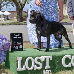 Legend - Staffordshire Bull Terrier