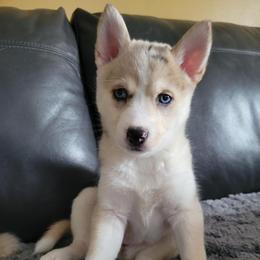 Breezy - Merle female Pomsky puppy in Edgewood, Kentucky from Carla's Pomskies
