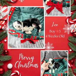 Australian Shepherd and Great Dane Puppies from AEW Farm