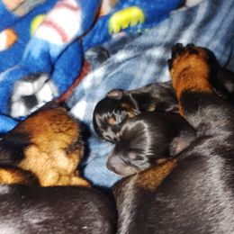Dachshund puppies from Boonedox Bred2BlessU