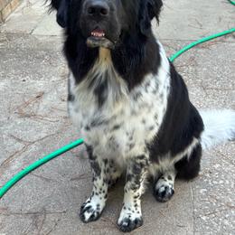 Penny - Newfoundland