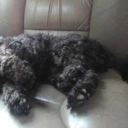 Cockapoos and Poodles from Scenic Hills Kennels