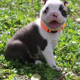 Dash - Brindle and white male Boston Terrier puppy in Brooksville, Florida from I Love Pups