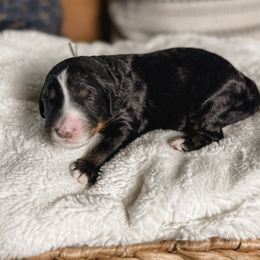 Pumpkin - Tri-color male Bernedoodle puppy in Ammon, Idaho from Little Stone Bernedoodles