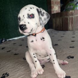 Remy - White and black female Dalmatian puppy in Fort Worth, Texas from Xzayvius Stitt