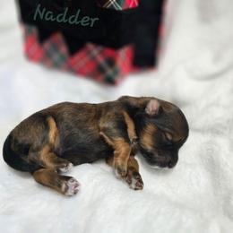 Nadder - Red sable male Havanese puppy in Pelham, Alabama from Havanese Cuban Cuties