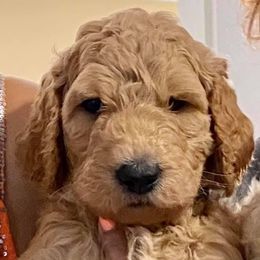Goldendoodle Puppies from SunriseDoodles