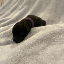 Azula - Brindle female xDutch Shepherd puppy in Chelsea, Alabama from Alliance K9