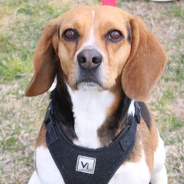 Mia Raya - Beagle