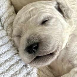 Poodle puppies from 5-Star Poodles