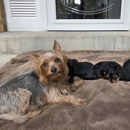 Mona - Yorkshire Terrier