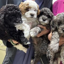 Cavapoo puppies from North Star Cavapoos