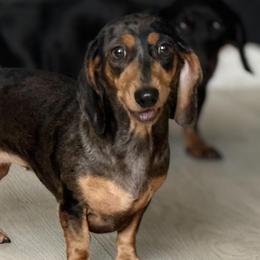 Dachshunds from Gutierrez House of Doxies