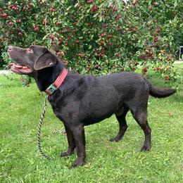 Duke - Labrador Retriever