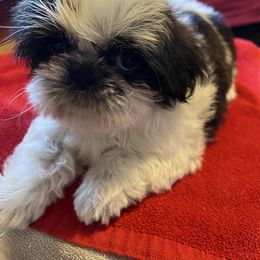 Shih Tzu Puppies from DavOrr’s LoweryBell Shih Tzus
