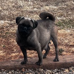 Franny - Pug