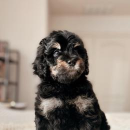 Destin - Phantom male Bernedoodle puppy in Maricopa, Arizona from Desert Ridge Doodles