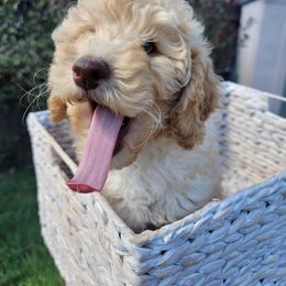 Goldendoodle Puppies from Heavenly Goldendoodles