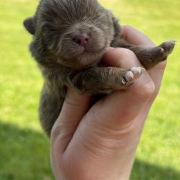 Stich - Lavender male Pomeranian puppy in Newark, Ohio from Keeperofstars Pomeranians