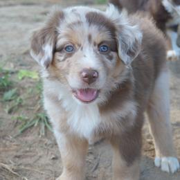Firecracker ASDR - Red merle female Australian Shepherd puppy in Johnson City, Tennessee from St. Isidore's Australian Shepherds