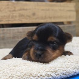 Sierra - Black and gold female Yorkshire Terrier puppy in Mountain Grove, Missouri from Precious Puppies