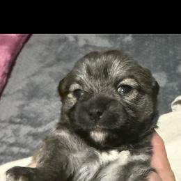 Frenchie - Black and tan female Companion Cross puppy in Jackson, New Jersey from Peapod Pomeranians